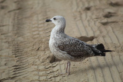 Beach Bird in