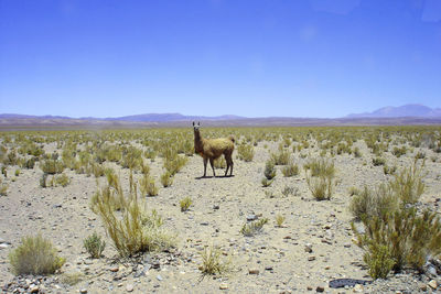 Llama animal in field