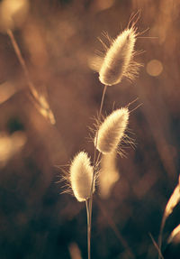 Close up of some wild plants against the sunset warm light 