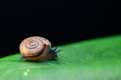 Close-up of snail on leaf