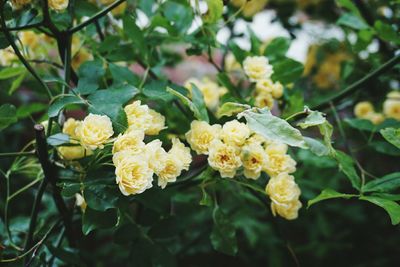 Close-up of yellow flowers blooming outdoors