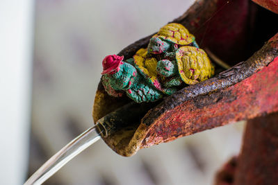 Close-up of multi colored bird perching outdoors