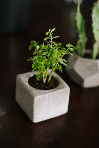 Close-up of potted plant on table