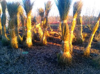 Scenic view of trees