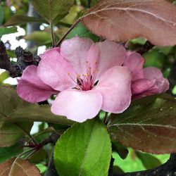 Close-up of pink flowers