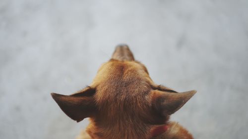 Close-up of a dog