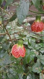 Close-up of red leaves