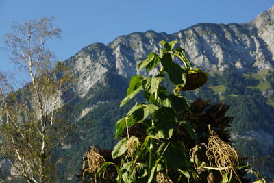 Close-up of flowering plants against mountain