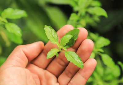 Close-up of hand holding leaves