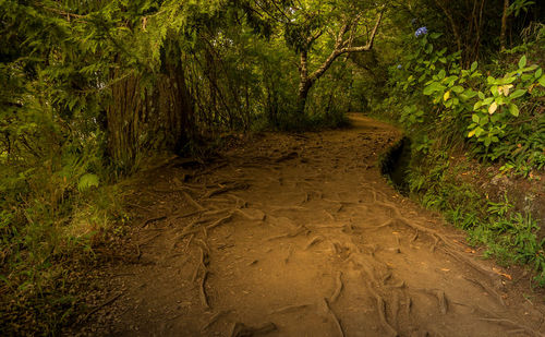 Trees in forest