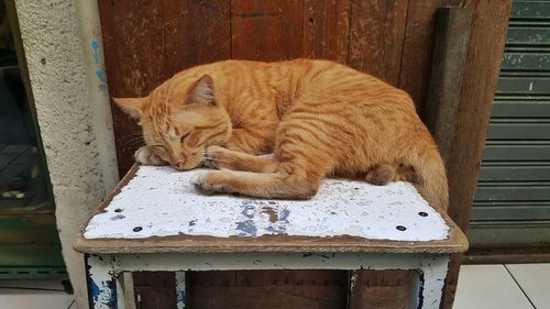 Cat sleeping on doormat