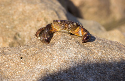 Close-up of crab on stone