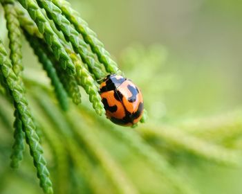 Close-up of ladybug on leaf