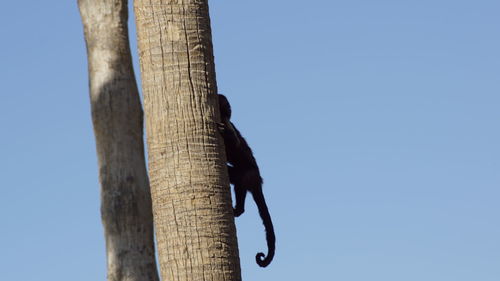 Low angle view of lizard on tree against clear blue sky