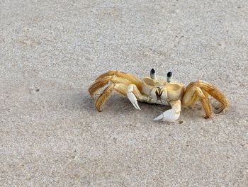 High angle view of crab on sand at beach