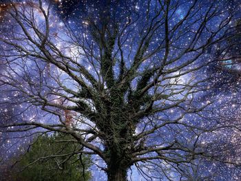 Low angle view of bare tree in forest