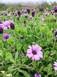 Close-up of pink flowering plants on field