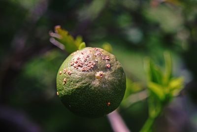 Fruit canker disease on lime fruit, bacterial disease