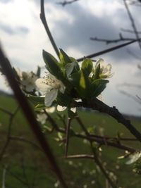 Close-up of flower growing on tree