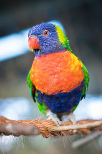 Close-up of parrot