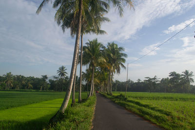 Scenic view of palm trees on field against sky