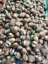 Full frame shot of shells