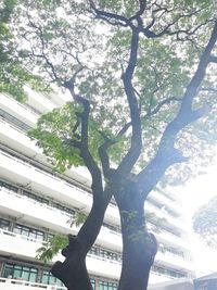 Low angle view of tree against sky