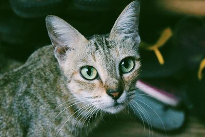 High angle portrait of cat outdoors