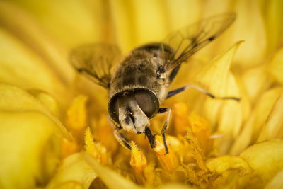 Close-up of bee pollinating on yellow flower