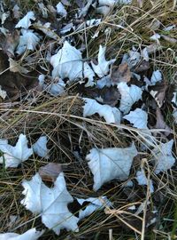 Close-up of frozen tree in forest during winter