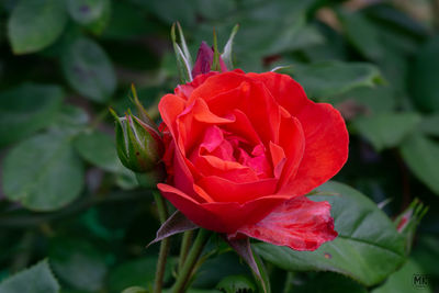 Close-up of red rose