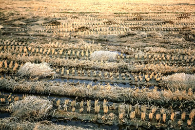 High angle view of agricultural field