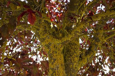 Low angle view of trees