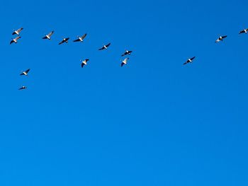 Low angle view of birds flying in the sky