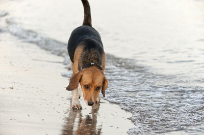 Close-up of dog on beach