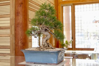 Bonsai tree 