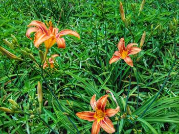 Close-up of orange day lily blooming outdoors