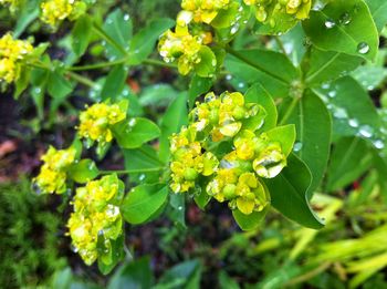 Close-up of yellow flowers