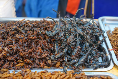 Close-up of insect in market