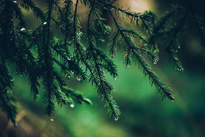 Close-up of pine tree