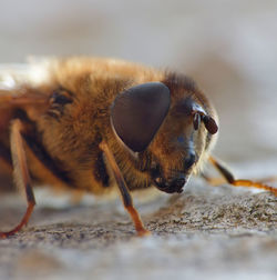 Close-up of insect