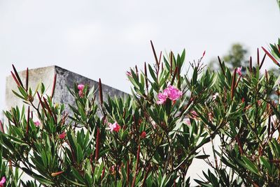 Close-up of pink flowering plants against sky