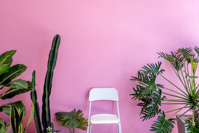 Close-up of potted plant against wall