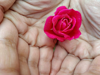 Close-up of hands holding rose flower with dew drops