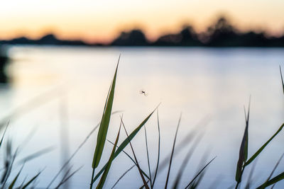 Close-up of wheat field against sky during sunset
