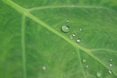 Close-up of raindrops on green leaves