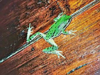 Close-up of lizard on wood