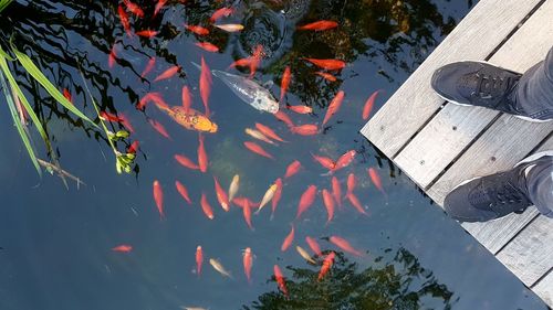 High angle view of koi carps swimming in pond