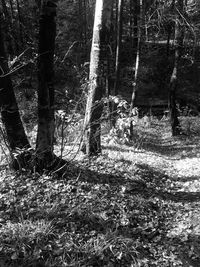 Trees on field in forest