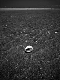 High angle view of shells on shore